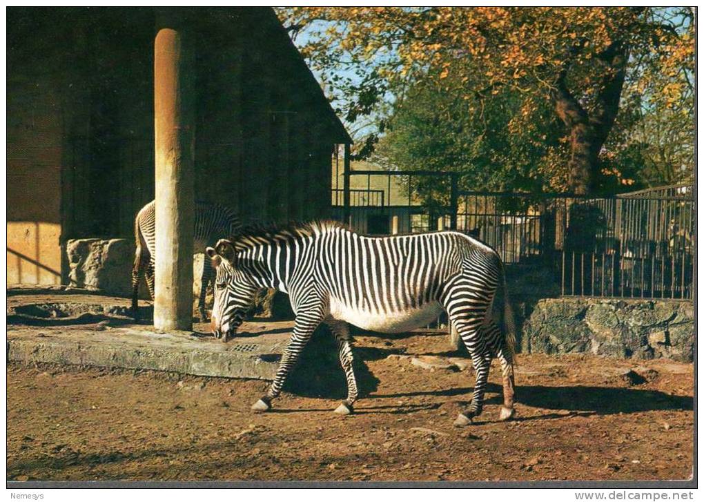 ZEBRA DI GREVY Equus Grevyi - Zebras