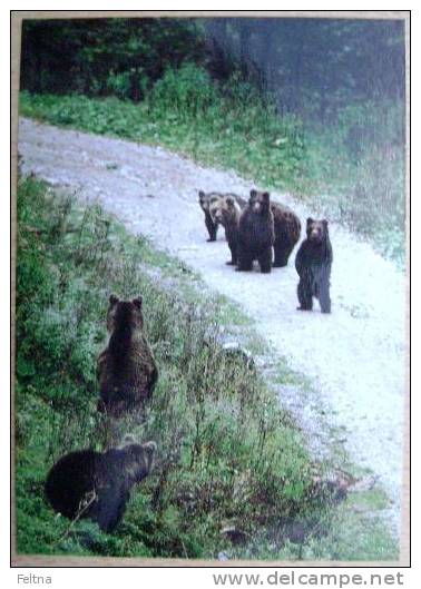 SLOVENIA POSTCARD WITH BROWN BEARS BEAR URSUS ARCTOS - Bears