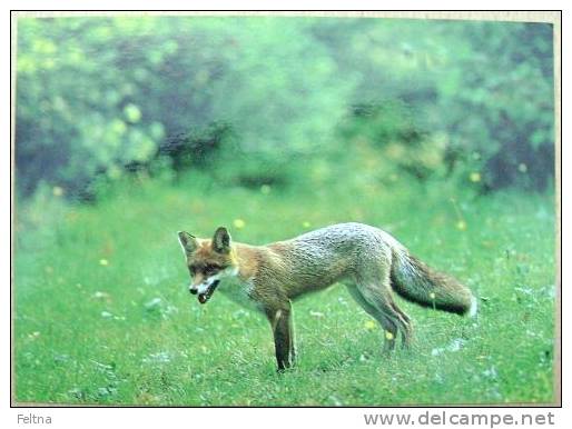 SLOVENIA POSTCARD WITH FOX VULPES - Other & Unclassified