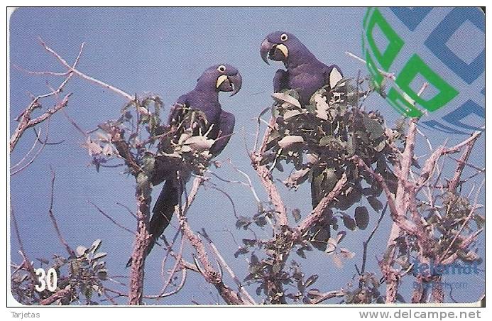 TARJETA DE BRASIL DE DOS PAPAGAYOS  (PARROT-LORO-BIRD-PAJARO) - Loros