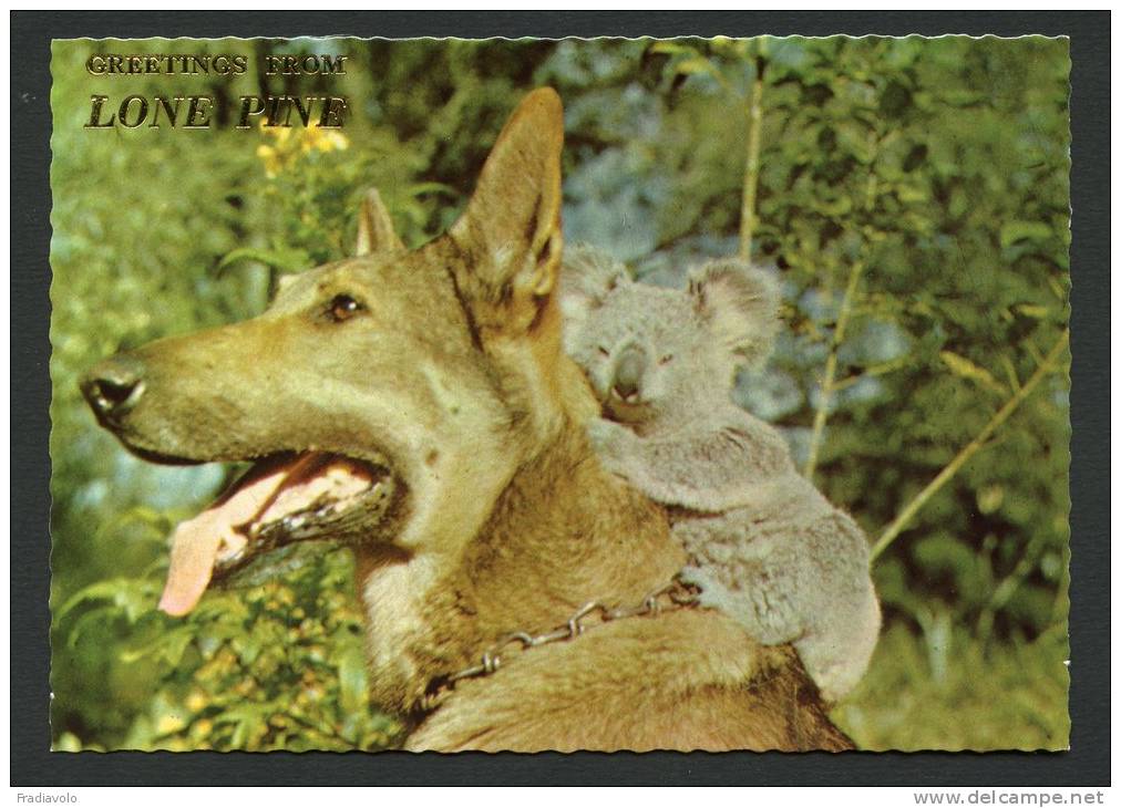 Australie - Berger Allemand Et Koala Park De Lone Pine - Brisbane - Brisbane