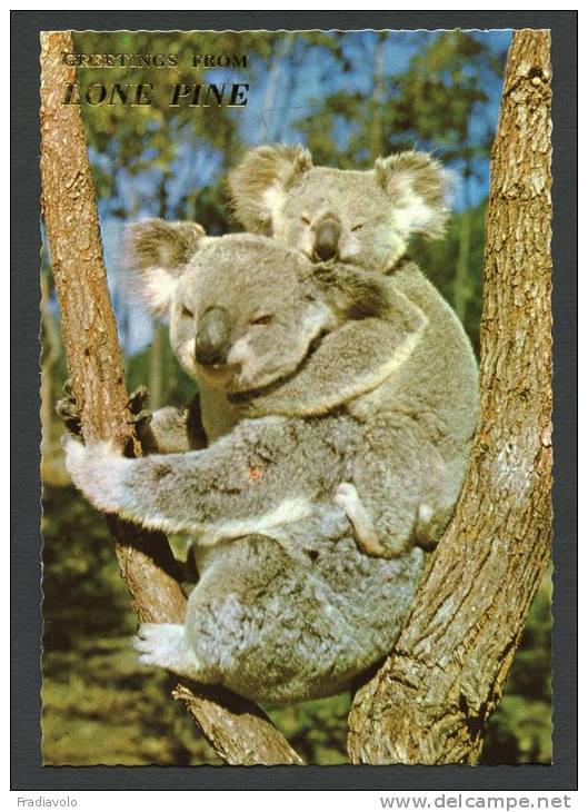 Australie - Koala - Lone Pine Sanctuary - Brisbane - Brisbane