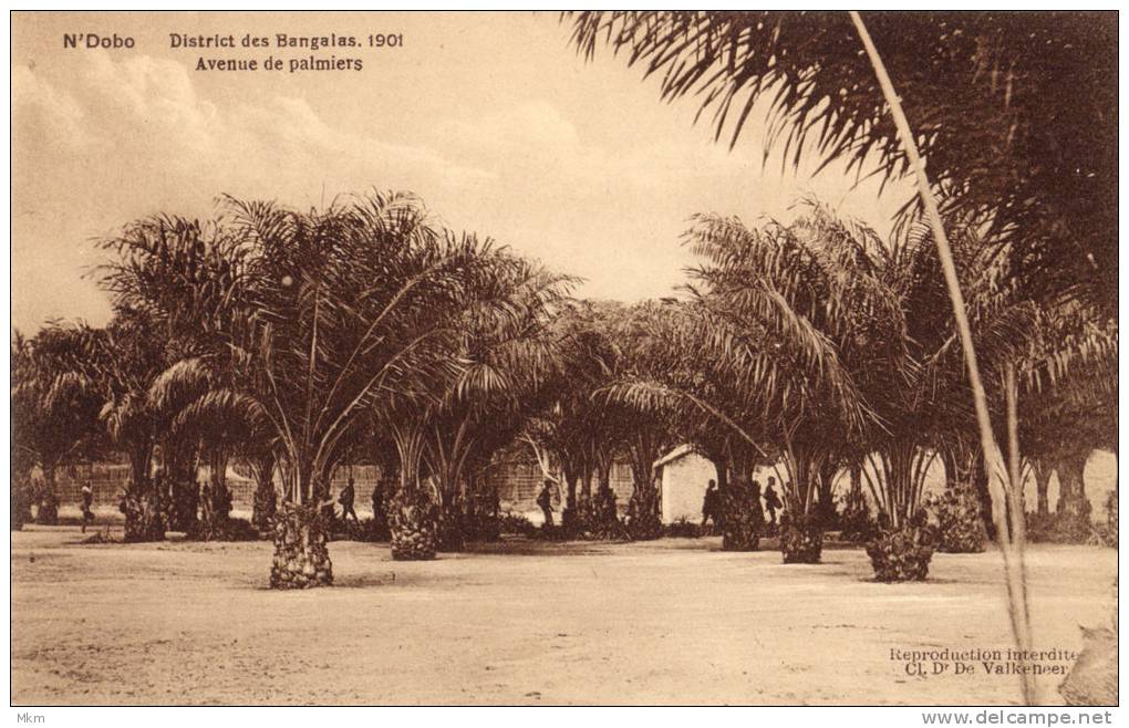 N´Dobo District Des Bangalas 1901 Aveneude Palmiers - Belgisch-Congo