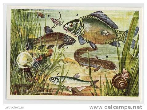 Herba - Tierwelt Der Heimat (1960) - 35 - Karpfen, Schlei, Ukelei, Fish, Vissen, Pisces, Poissons - Autres & Non Classés