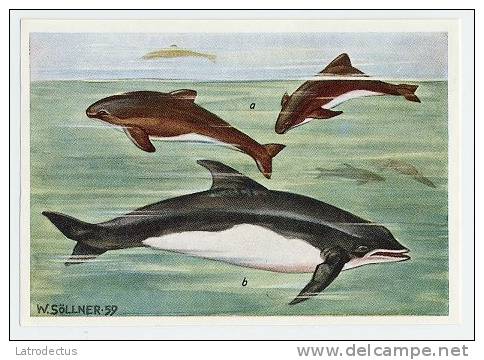 Herba - Tierwelt Der Heimat (1960) - 62 - Zahnwale, Odontoceti, Tandwalvissen, Baleines à Dents, Whales - Autres & Non Classés