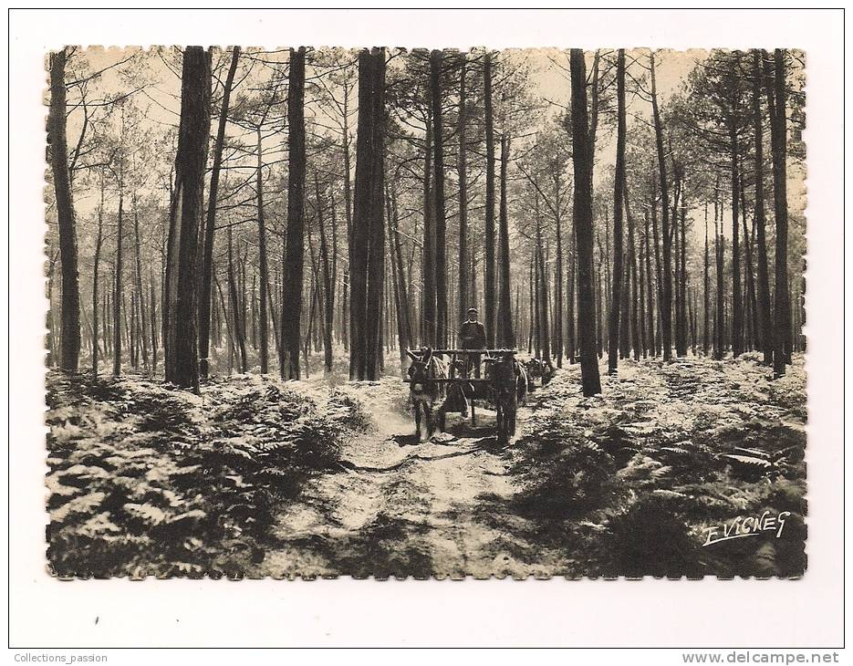 CP, En Guyenne-Gascogne, Attelage De Mules En Forêt, Vierge - Spannen