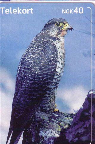 FALCON ( Norway ) Faucon Hawk Goshawk Halcon Falcons Faucons Hawks Eagle Aigle Birds Of Pray Rapace Bird Raptors - Norwegen