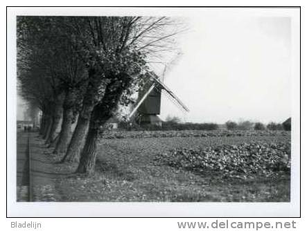 OVERMERE Bij Berlare (Oost-Vlaanderen) - Molen/moulin - Echte Foto Van De Klappeldonckmolen Omstreeks 1910 - Lugares