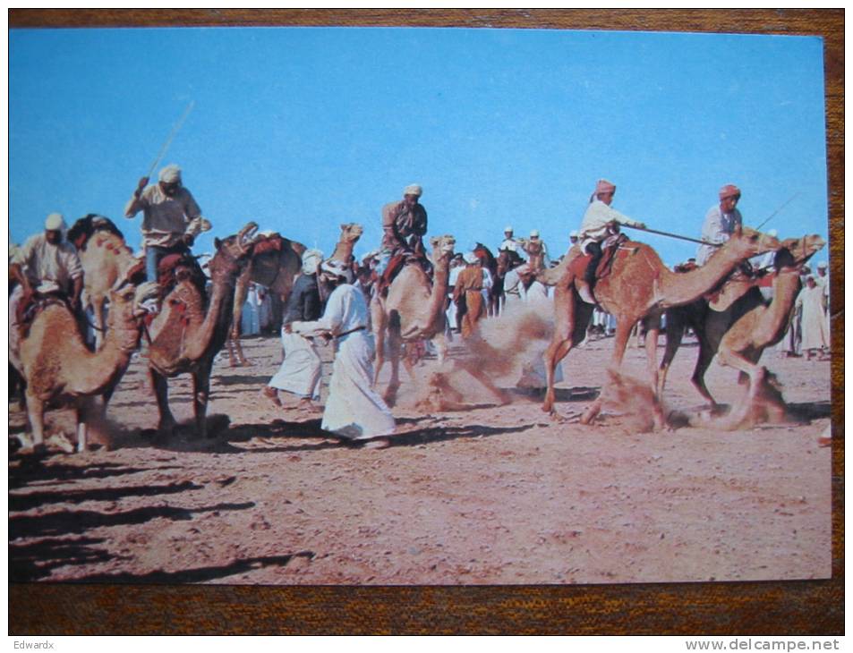 Camel Racing Saudi Arabia Postcard - Other & Unclassified