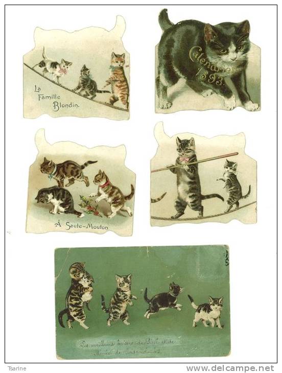 CPA De Chat + 1 Calendrier De Chat De 1893 Incomplet - Chats