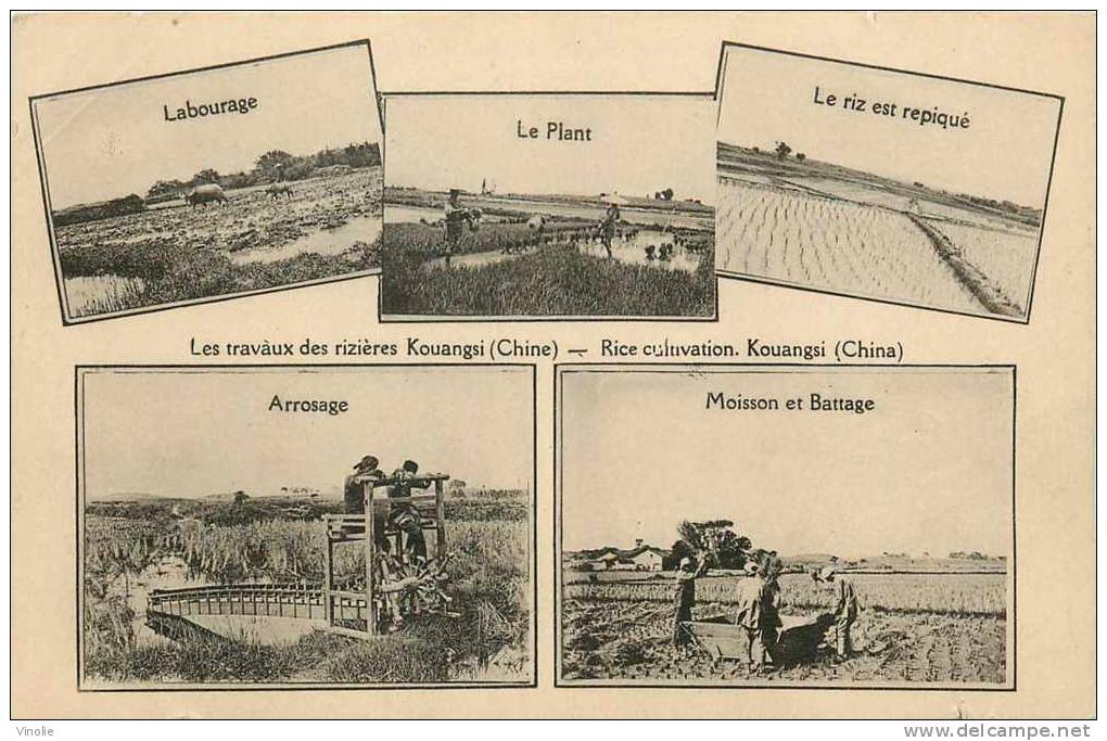 Asie -réf AS 20 :  CHINE :  Kouangsi Les Travaux Des Rizières - Chine