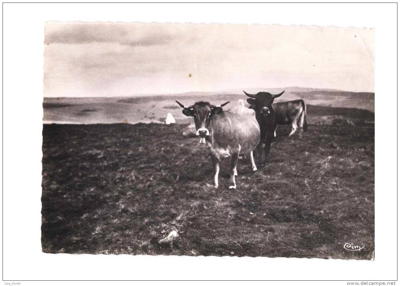 12 LAGUIOLE (environs) Région D'Aubrac, Vaches Race D'Aubrac, Ed CIM, CPSM 10X15, 1950 - Laguiole