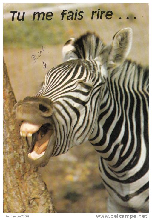 B36752  Animals Animaux Zebra Used Perfect Shape - Zebras