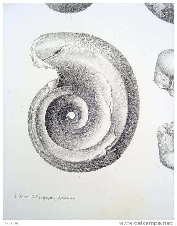 Litho "Faune Du Calcaire Carbonifère De La Belgique" Par L. G. De Koninck, Bruxelles 1878 - Estampes & Gravures