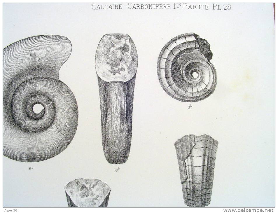 Litho "Faune Du Calcaire Carbonifère De La Belgique" Par L. G. De Koninck, Bruxelles 1878 - Estampes & Gravures