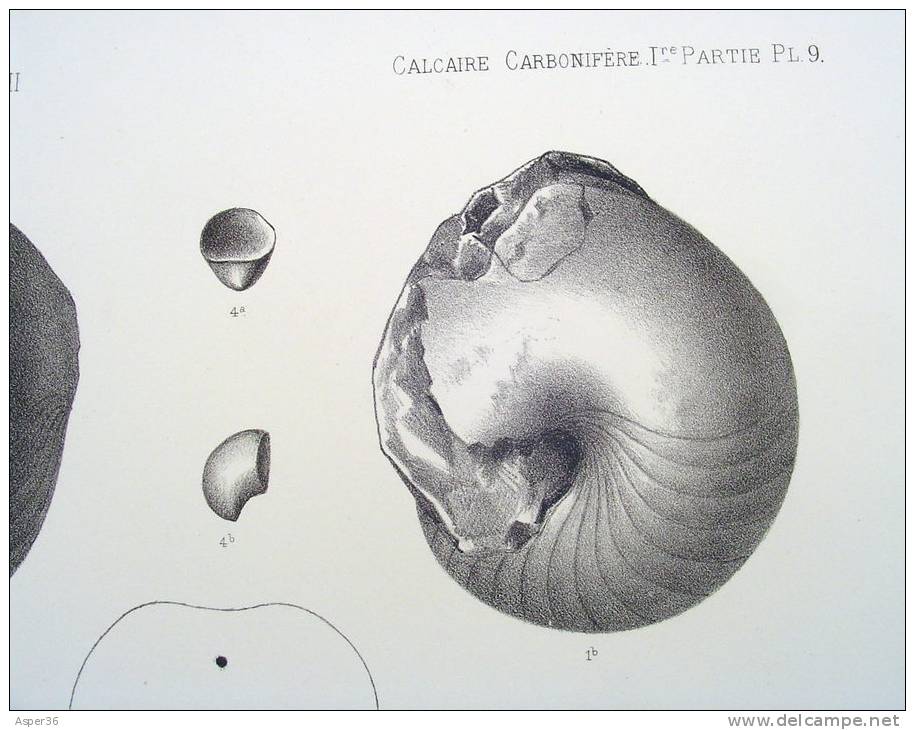 Litho "Faune Du Calcaire Carbonifère De La Belgique" Par L. G. De Koninck, Bruxelles 1878 - Estampes & Gravures