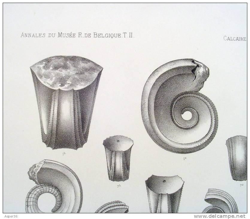 Litho "Faune Du Calcaire Carbonifère De La Belgique" Par L. G. De Koninck, Bruxelles 1878 - Estampes & Gravures