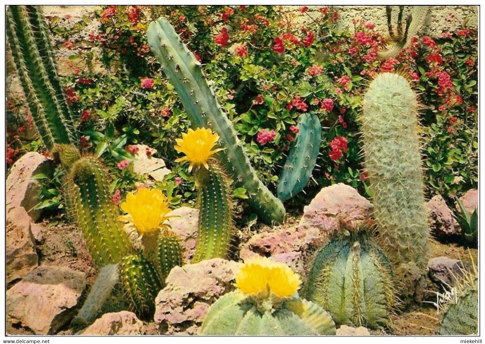 83-SANARY-BANDOL-VAR-FLORAISON  DES CACTUS RARES DU MEXIQUE - Cactus