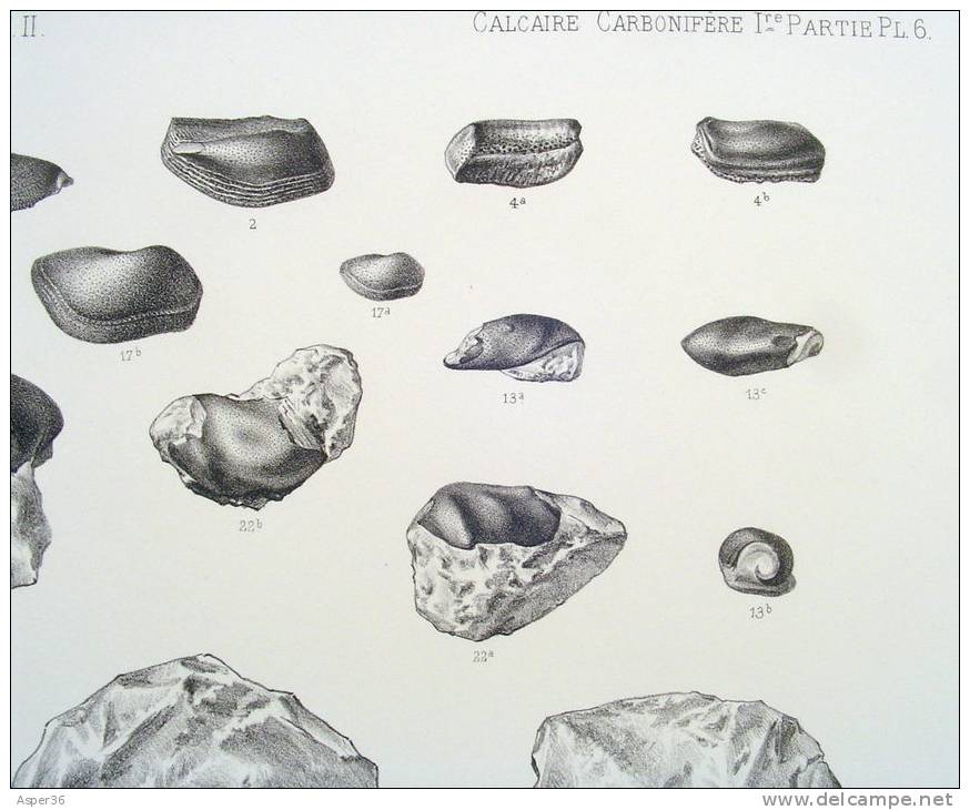 Litho "Faune Du Calcaire Carbonifère De La Belgique" Par L. G. De Koninck, Bruxelles 1878 - Estampes & Gravures