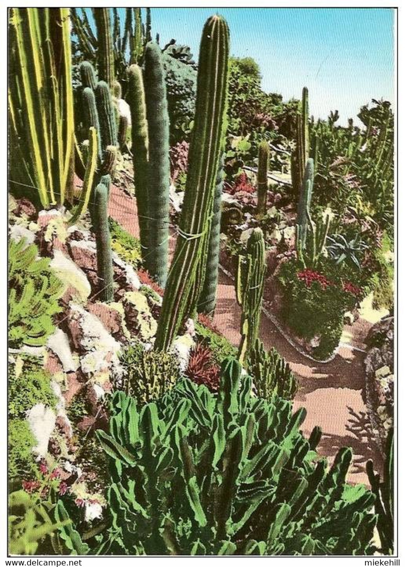 MONACO-JARDIN EXOTIQUE-CACTUS-LES CANDELABRES - Cactusses