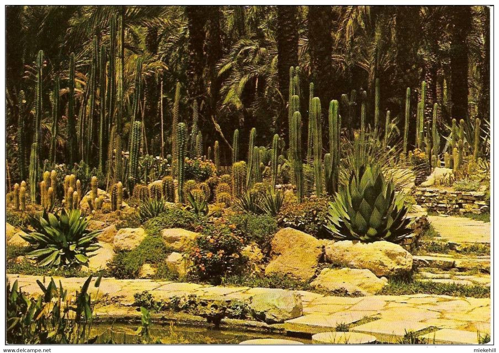 ELCHE -VERGER DU CURE-ROCALLA-CACTUS-ZONE DE CEREUS - Cactusses