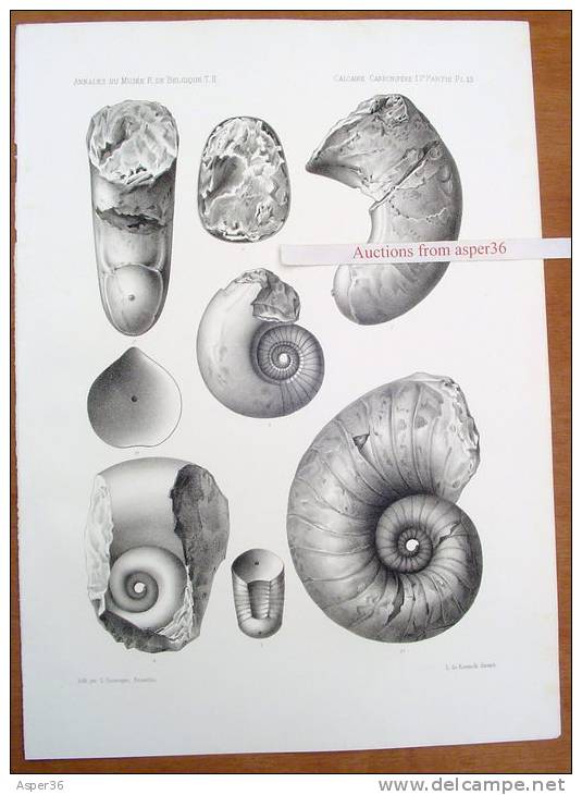 Litho "Faune Du Calcaire Carbonifère De La Belgique" Bruxelles 1878 Par L. G. De Koninck - Estampes & Gravures