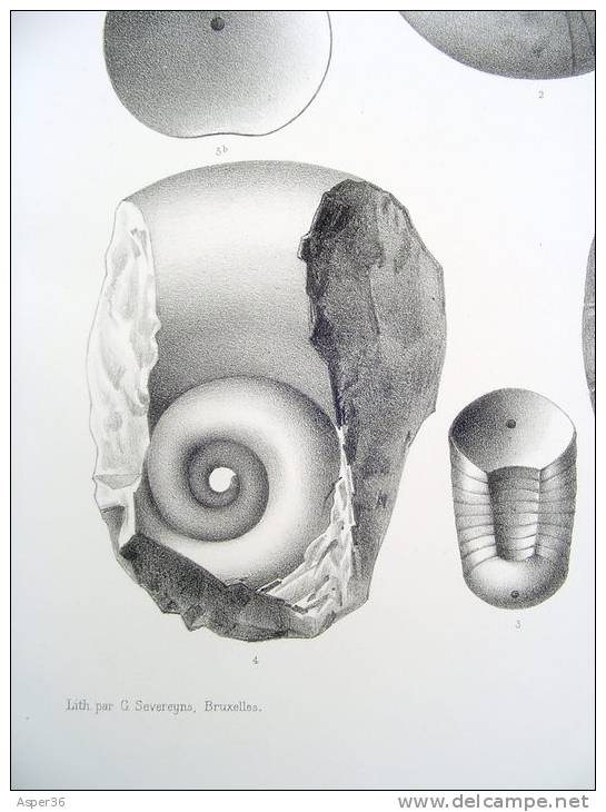 Litho "Faune Du Calcaire Carbonifère De La Belgique" Bruxelles 1878 Par L. G. De Koninck - Estampes & Gravures