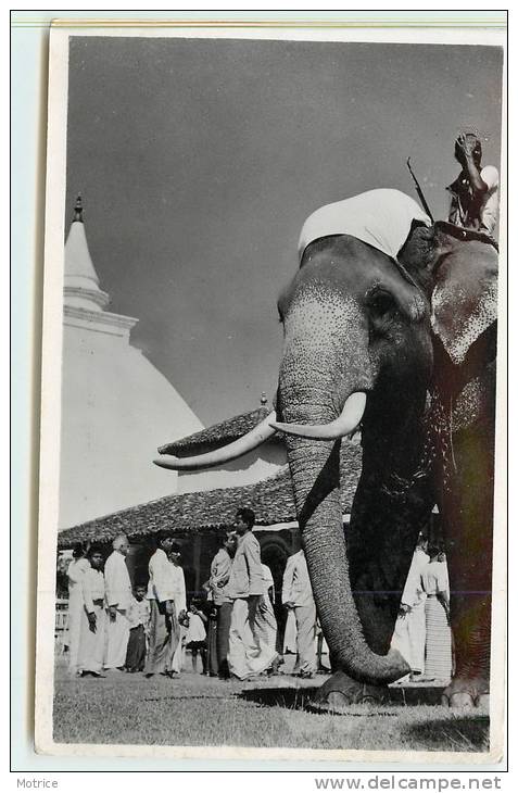 CELON VIEWS ISSUED BY THE LAKE HOUSE BOOKSHOP, COLOMBO  - Tusker, Kelaniya Temple,Elephant. - Éléphants