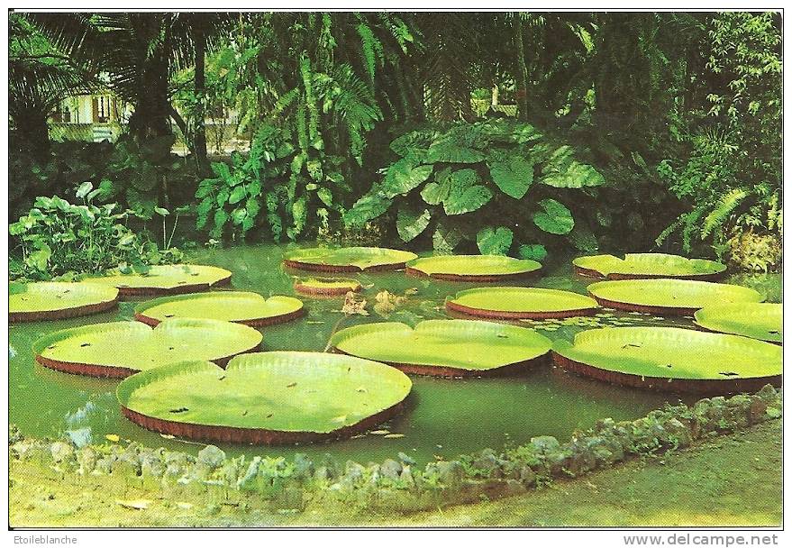 CPM BRESIL BRASIL BELEM Vitoria Regia Planta Aquatica, Ninfeaceas / Nympheas Nenuphars Geants Forêt Amazonienne / - Belém