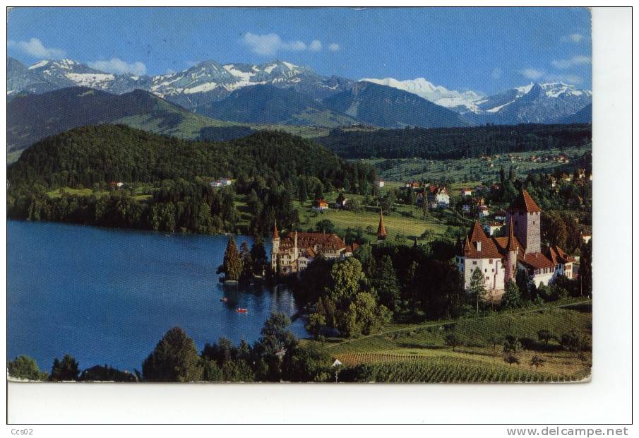 Spiez Am Thunersee Mit Schloss Dreispitz Und Blümlisalp 1964 - Spiez