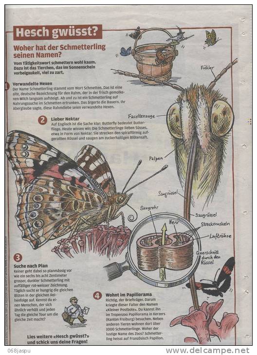 Page Coop  Theme Papillon - Andere & Zonder Classificatie