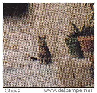 84 Cadenet N°23003 Rue De La Berge En 1976 Beau Chat Voir Zoom - Cadenet