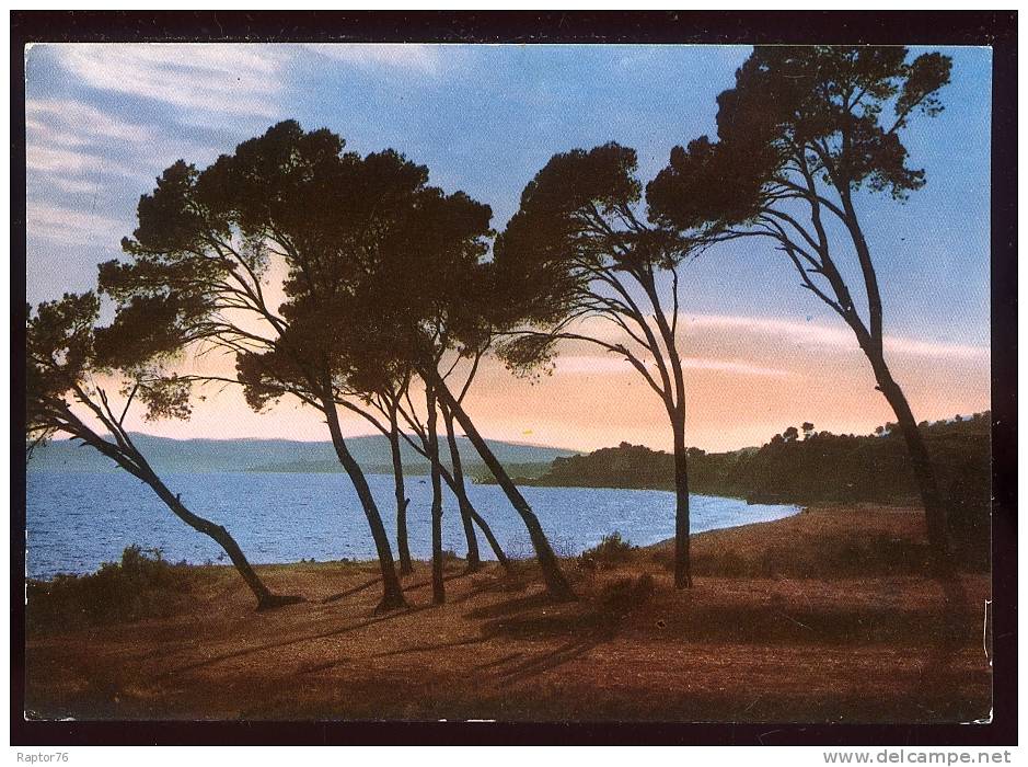 CPM  Contre La Lumière Coucher De Soleil à Travers Les Pins De La Côte D'Azur - Halt Gegen Das Licht/Durchscheink.