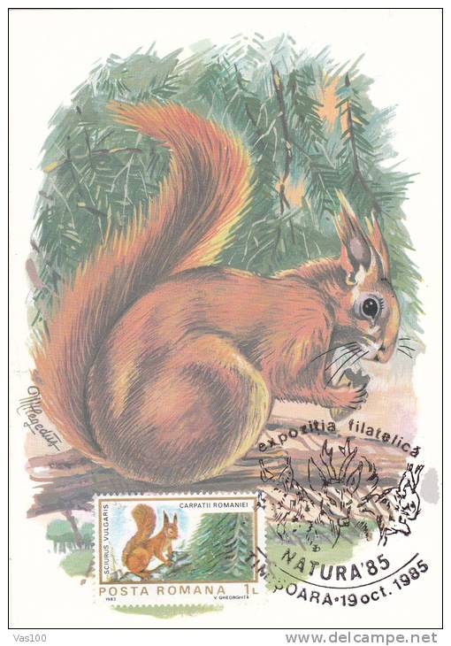 Squirrel,Sciurus Vulgaris,1985 CM,maxicard,cartes Maximum Romania. - Rodents