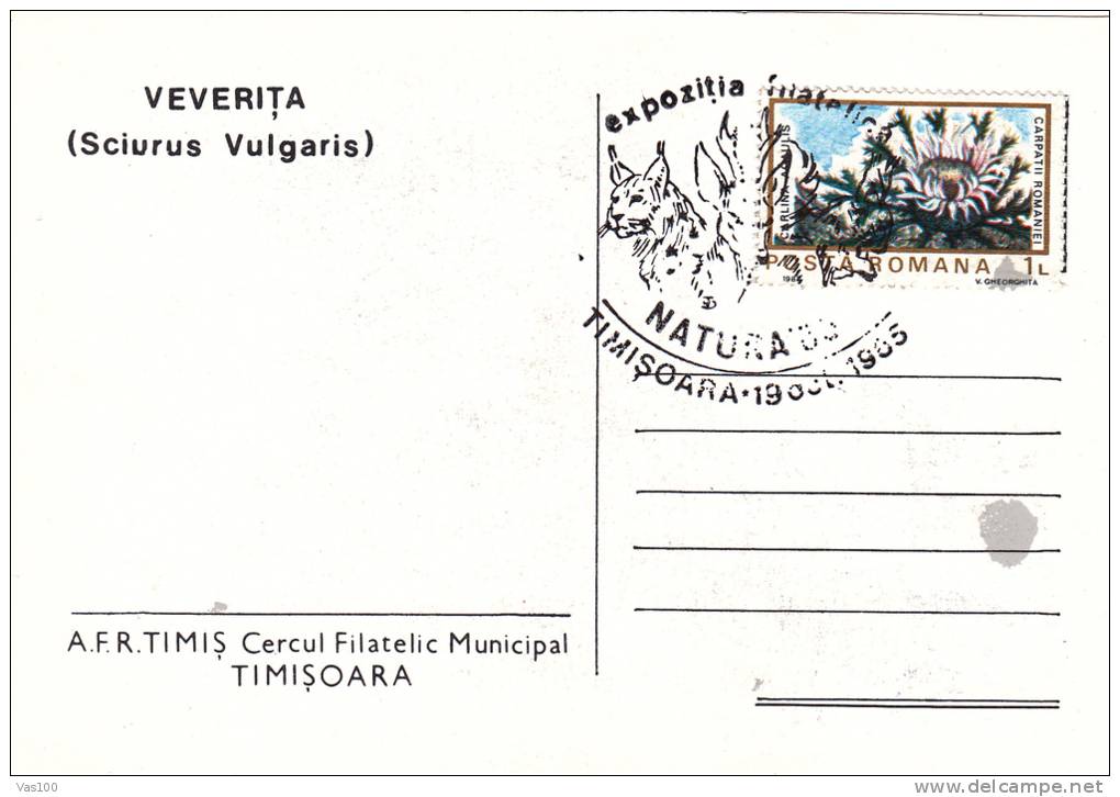 Squirrel,Sciurus Vulgaris,1985 CM,maxicard,cartes Maximum Romania. - Roedores