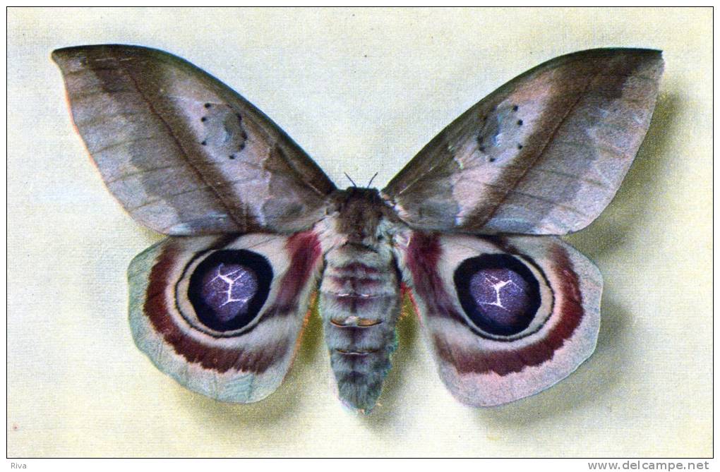 Automeris Janus - Papillons