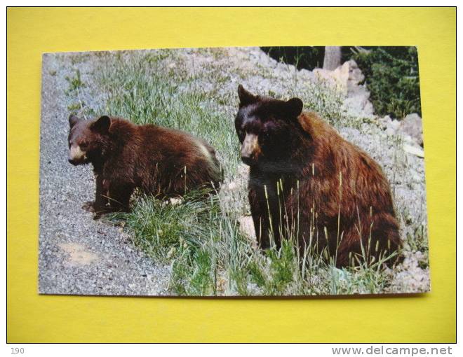 AMERICAN BLACK BEAR,SEQUOIA AND KINGS CANYON NATIONAL PARKS - Ours