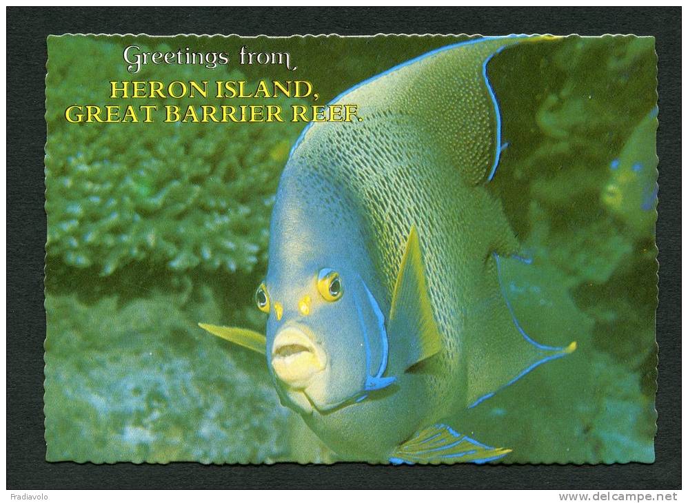 Australie - Heron Island - Great Barrier Reef - Blue Angel Fish - Poisson - Sonstige & Ohne Zuordnung