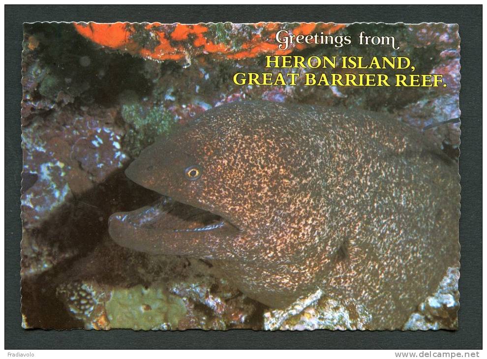 Australie - Heron Island - Great Barrier Reef - Giant Moray - Murène Géante - Andere & Zonder Classificatie
