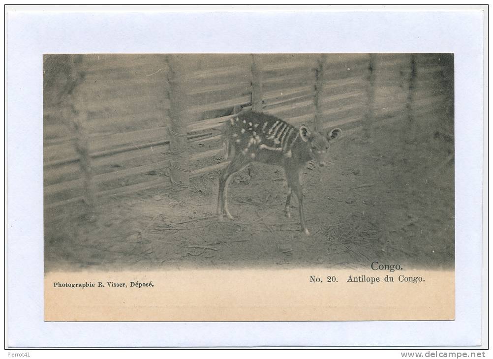 AFRIQUE - CONGO - Une Antilope Du Congo - Congo Français