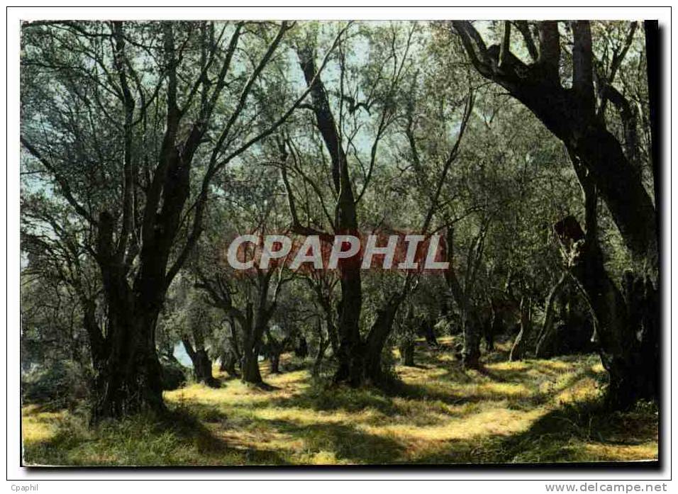 CPM Champs D&#39Oliviers Arbre Olive Olivier - Photographs