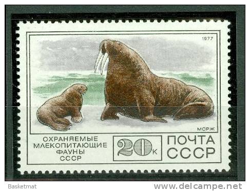 URSS MORSE - Pingouins & Manchots