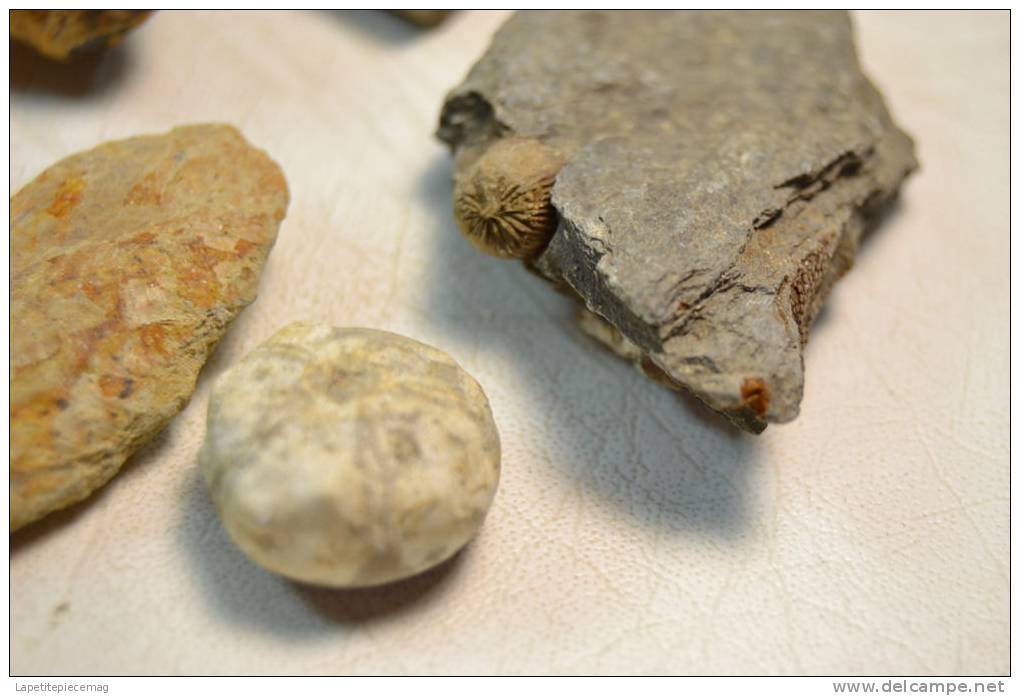 Lot De Fossiles Et Minéraux En Vrac - Fossils