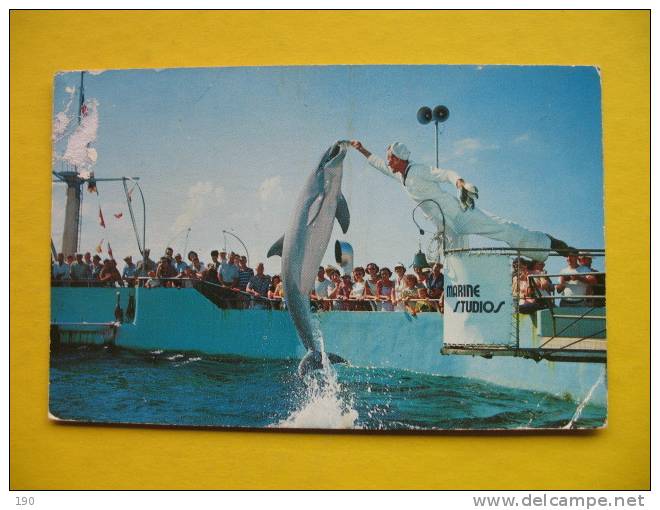 Jumping Porpoises,Marineland,Florida - Dolphins