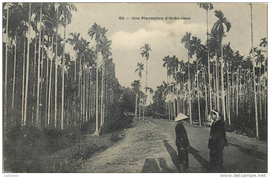 UNE PLANTATION D'AREQUIERS - Vietnam