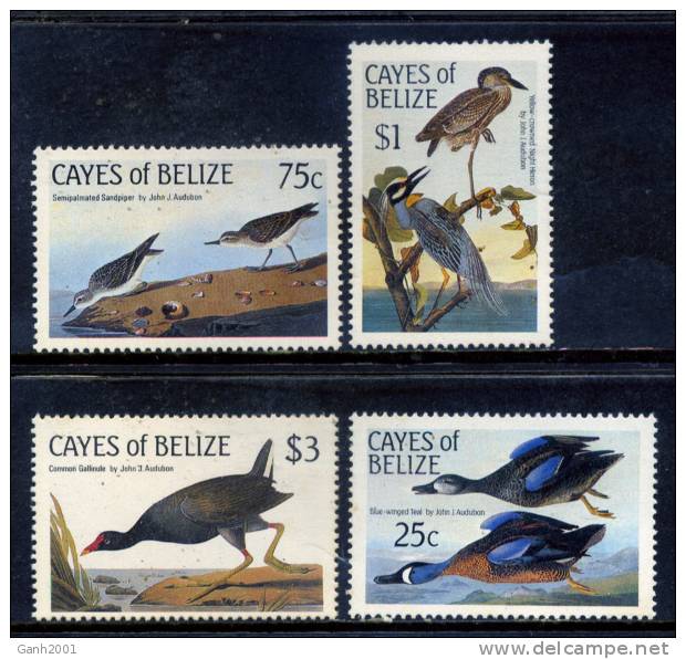 CAYES OF BELIZE Belice / FAUNA  BIRDS Aves Vögel / C4232 - Autres & Non Classés