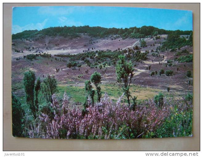 CPSM Lüneburger Heide  L879 - Lüneburger Heide