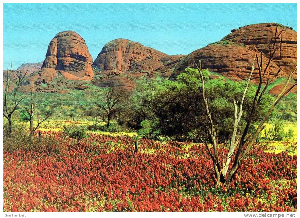 Northern Territory - Kata Malu - The Dying Kangaroo Man - Olgas Unused - Unclassified