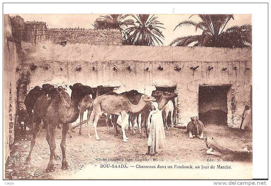 BOU-SAADA. - Chameaux Dans Un Fondouck, Un Jour De Marché. - Autres & Non Classés