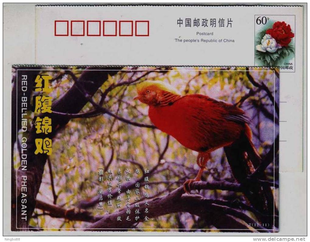 Red-bellied Golden Pheasant Bird,China 2000 Rare Wild Animals In Qinling Mountain Advertising Pre-stamped Card - Gallinacées & Faisans